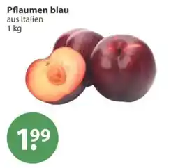 V Markt Pflaumen blau Angebot