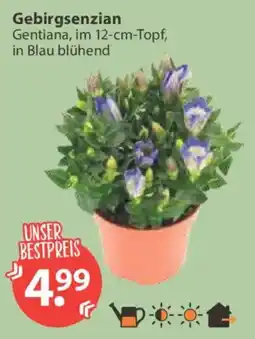 V Markt Gebirgsenzian Gentiana Angebot