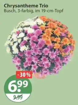 V Markt Chrysantheme Trio Angebot