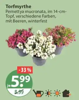 V Markt Torfmyrthe Angebot