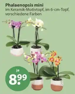 V Markt Phalaenopsis mini Angebot