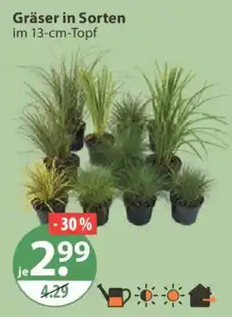 V Markt Gräser in Sorten Angebot