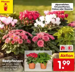 Netto Marken-Discount Beetpflanzen Angebot