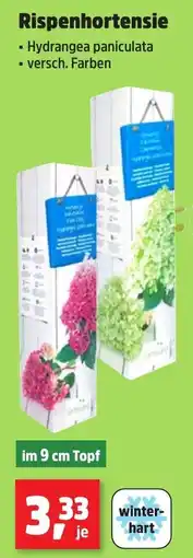 Thomas Philipps Rispenhortensie Hydrangea paniculata Angebot