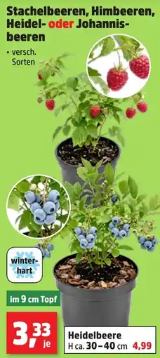 Thomas Philipps Stachelbeeren, Himbeeren, Heidel- oder Johannisbeeren Angebot