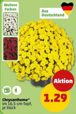 PENNY Chrysantheme* Angebot