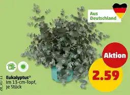 PENNY Eukalyptus* Angebot