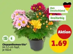 PENNY Chrysanthemen-Trio* Angebot