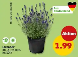 PENNY Lavendel* Angebot