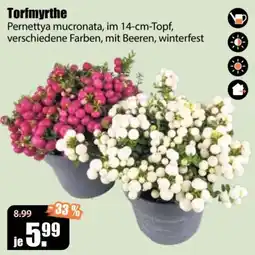 V Baumarkt Torfmyrthe Angebot