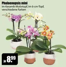 V Baumarkt Phalaenopsis mini Angebot