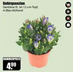 V Baumarkt Gebirgsenzian Gentiana® Angebot