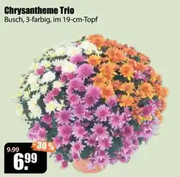 V Baumarkt Chrysantheme Trio Angebot