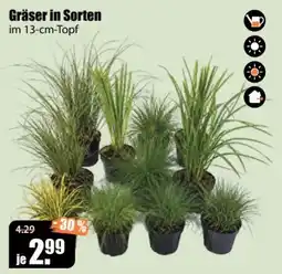 V Baumarkt Gräser in Sorten Angebot