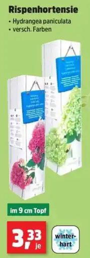Thomas Philipps Rispenhortensie Angebot