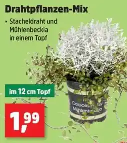 Thomas Philipps Drahtpflanzen-Mix Angebot
