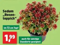 Thomas Philipps Sedum „Rosen-teppich“ Angebot