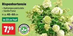 Thomas Philipps Rispenhortensie Angebot