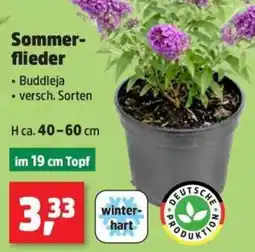 Thomas Philipps Sommer-flieder Angebot