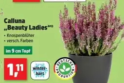 Thomas Philipps Calluna "Beauty Ladies" Angebot