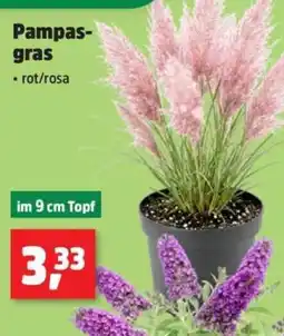 Thomas Philipps Pampas-gras rot/rosa Angebot