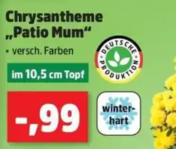Thomas Philipps Chrysantheme "Patio Mum" Angebot