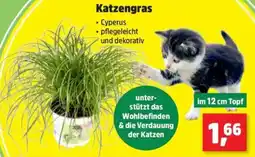 Thomas Philipps Katzengras Angebot
