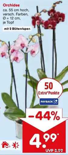 Netto Marken-Discount Orchidee Angebot