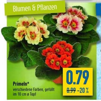 diska Primeln Angebot