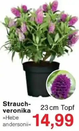 Jawoll Strauch-veronika »Hebe andersonii« Angebot