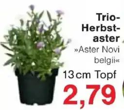 Jawoll Trio-Herbst-aster »Aster Novi belgii« Angebot