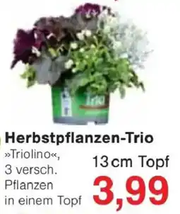 Jawoll Herbstpflanzen-Trio »Triolino« Angebot