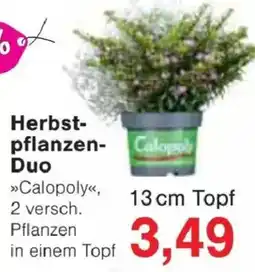 Jawoll Herbstpflanzen-Duo »Calopoly« Angebot