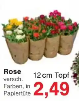 Jawoll Rose Angebot