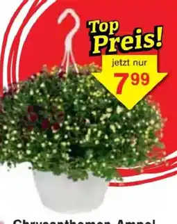 Jawoll Chrysanthemen Ampel Angebot