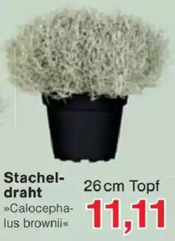 Jawoll Stachel-draht »Calocephalus brownii« Angebot