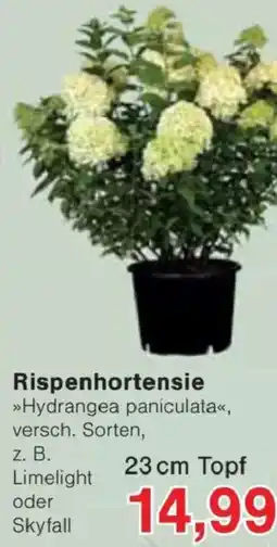 Jawoll Rispenhortensie »Hydrangea paniculata« Angebot