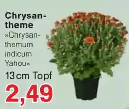 Jawoll Chrysanthemum indicum Yahoo Angebot