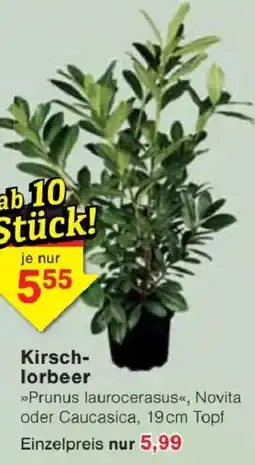 Jawoll Kirsch-lorbeer Angebot