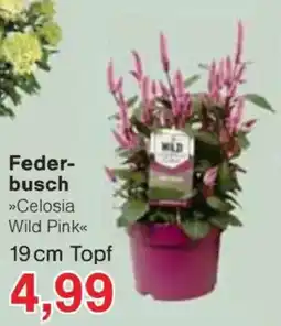 Jawoll Federbusch »Celosia Wild Pink« Angebot