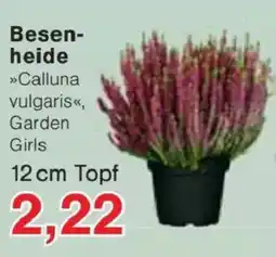Jawoll Besen-heide »Calluna vulgaris«, Garden Girls Angebot