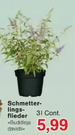 Jawoll Schmetterlings-flieder »Buddleja davidii« Angebot