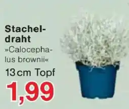 Jawoll Stacheldraht »Calocephalus brownii« Angebot