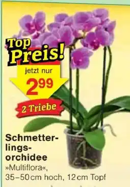 Jawoll Schmetterlings-orchidee »Multiflora« Angebot