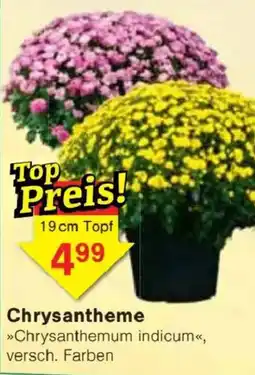 Jawoll Chrysanthemum indicum Angebot