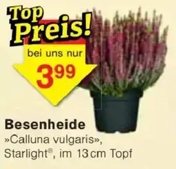 Jawoll Besenheide »Calluna vulgaris«, Starlight® Angebot