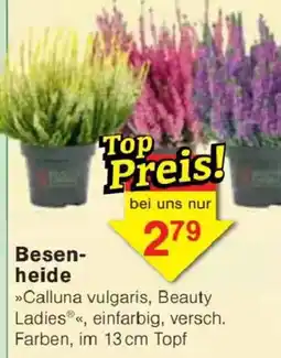 Jawoll Besenheide Angebot