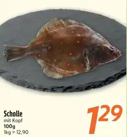 inkoop Scholle mit Kopf Angebot