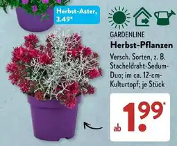 Aldi Süd GARDENLINE Herbst-Pflanzen Angebot