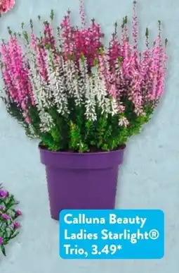 Aldi Süd Calluna Beauty Ladies Starlight® Trio Angebot